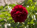 Paeonia Highlight Piwonia